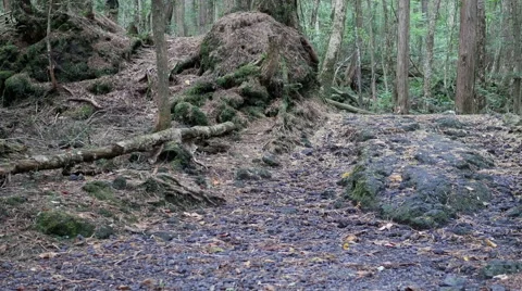 Variation of pan shots in a forest building over the volcanic ashes of Mt. Fuji Vídeos de archivo 61687189