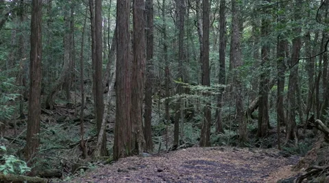 Variation of pan shots in a forest building over the volcanic ashes of Mt. Fuji Stock Footage 61687474