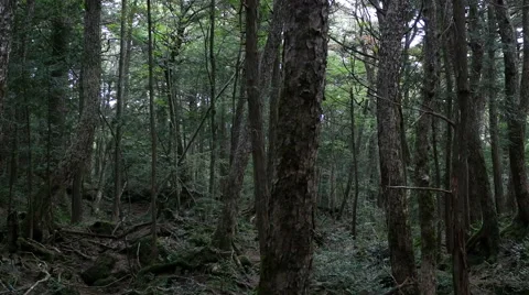 Variation of pan shots in a forest building over the volcanic ashes of Mt. Fuji Stock Footage 61688522