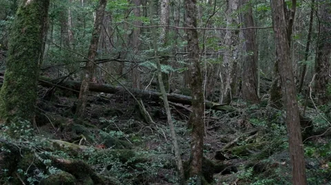 Variation of pan shots in a forest building over the volcanic ashes of Mt. Fuji Stock Footage 61688651