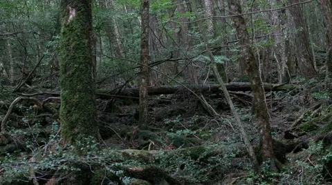 Variation of pan shots in a forest building over the volcanic ashes of Mt. Fuji Stock Footage 61689347