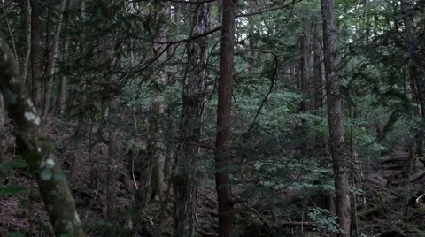 Variation of pan shots in a forest building over the volcanic ashes of Mt. Fuji Stock Footage 61787897