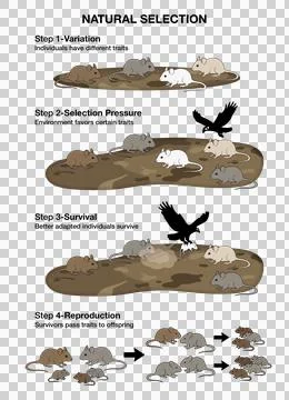 Variation, predator selection pressure by crow, survival of adapted phenotypes Stock Illustration