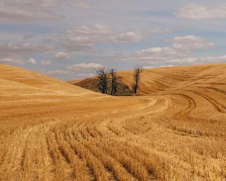 Variation On A Theme Fotos de archivo