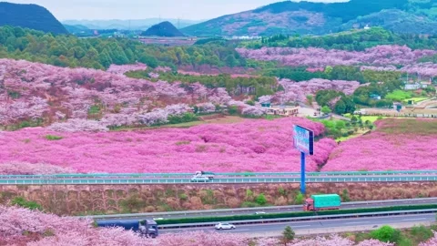 Variations on Cherry Blossoms under the Gray Sky. Stock Footage 311744036