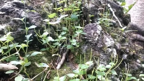Variations of Ferns in Nature Stock Footage 329207783