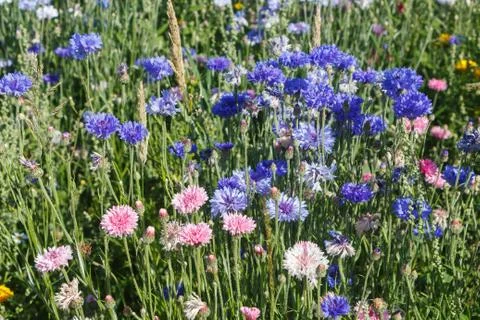 Variations flowers in a field Stock Photos