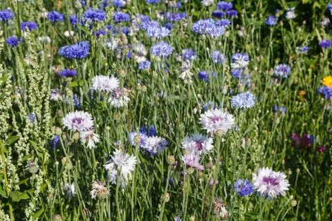 Variations flowers in a field Stock Photos