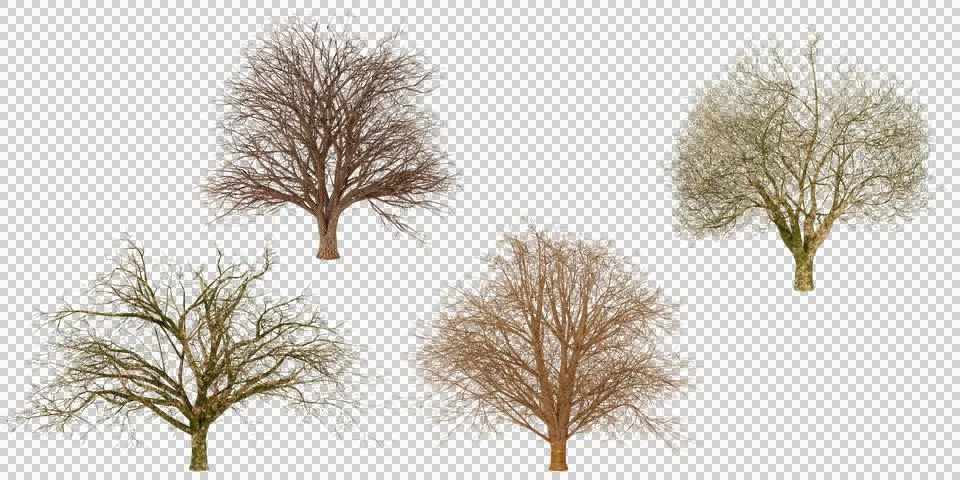 The variations highlight different species or growth forms, with some trees.. Stock Photos