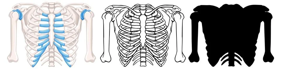 Variations of Human Ribcage Vector Illustrations Stock Illustration