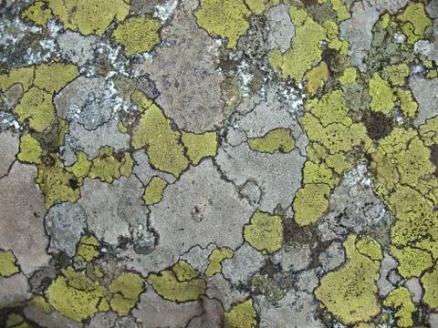 Varicoloured lichen on a stone surface Stock Photos