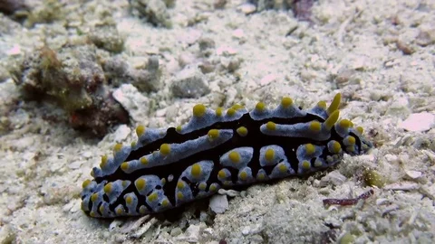Varicose Phyllidia, Phyllidia varicosa scrawls across coral of Bali Stock Footage 80664480