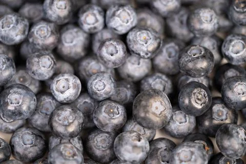 Varied blueberries displayed. Assorted blueberries with delicate bloom. Closeup Stock Photos