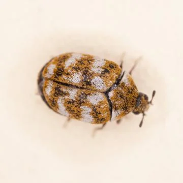 Varied Carpet Beetle Stock Photos