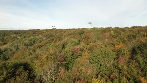 Varied colour foliage of deciduous trees in vast forest Stock Footage 166539703
