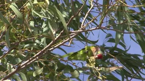 Varied Lorikeet feed in windy tree Video stock 57236439