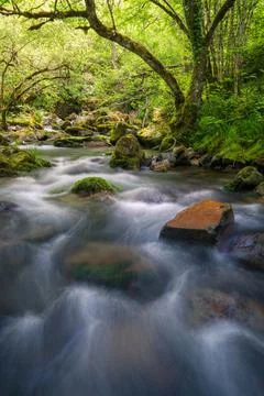 Varied rocks in the current of a river next to deciduous forests Foto stock