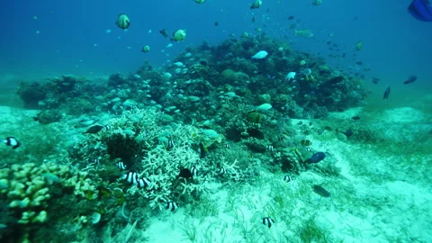 Varied school of striped fish ranging in sizes swirls around reef Stock Footage 283047448