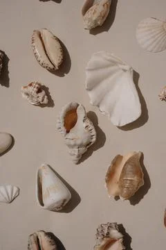 Varied Shells on Soft Beige Background. Nautical Decor and Beach Lifestyle Stock Photos
