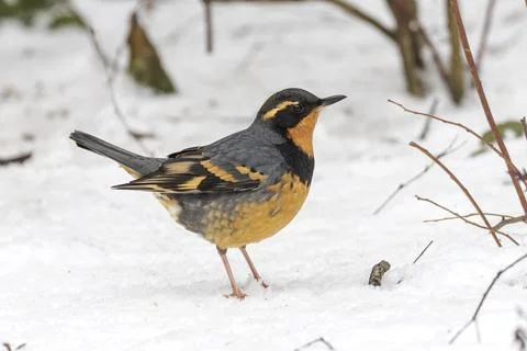 Varied Thrush bird 스톡 사진