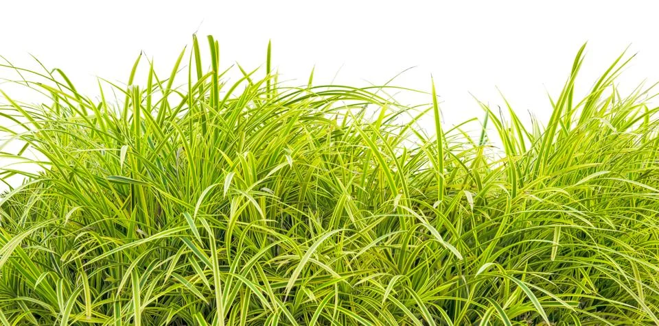 Variegata grass Stock Photos
