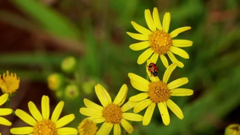 Variegata hippodamia ladybeetle on yellow forest flower Stock Footage 346397790
