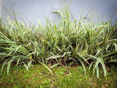 Variegata Stock Photos