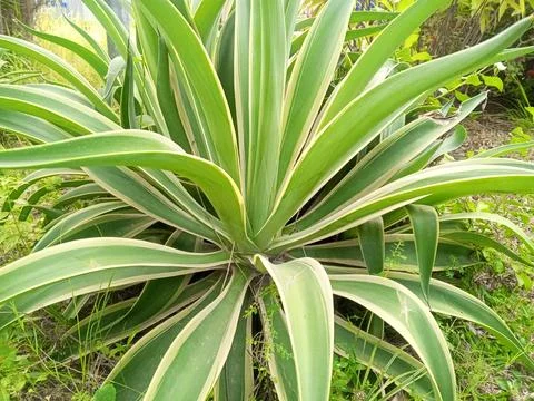 Variegated Agave Rosette Macro Pattern Furcraea Foetida Texture Stock Photos