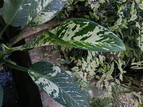 Variegated Aglaonema Leaf Close Up Stock Photos