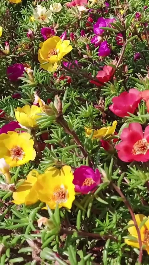 A variegated bed of purslane Stock Footage 313286526