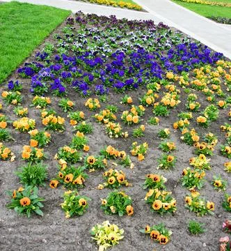 A variegated bright flower bed with multi-colored pansies Stock Photos