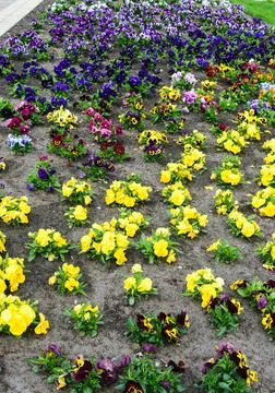 A variegated bright flower bed with multi-colored pansies close-up Stock Photos