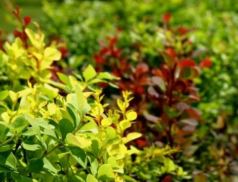Variegated bushes Stock Photos