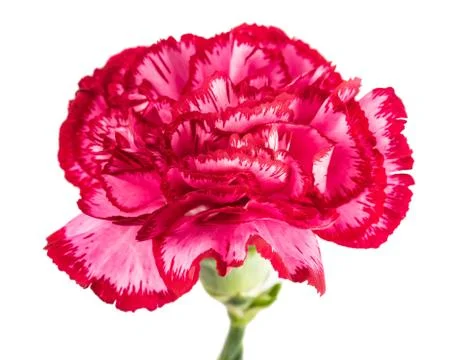 Variegated  carnation Stock Photos