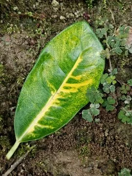 Variegated Croton Leaf on the Ground (Codiaeum variegatum) Stock Photos