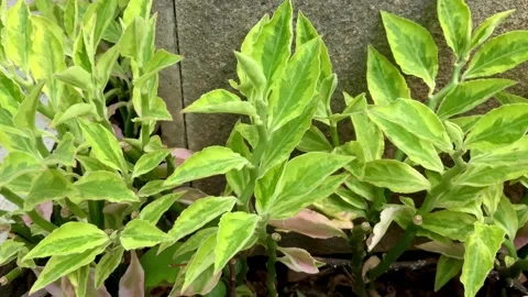 Variegated Devil's Backbone Plant Growing Outdoors 库存影片 345787990