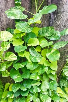Variegated devil's ivy climbing on tree Stock Photos