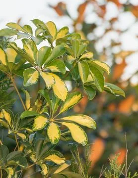 Variegated dwarf umbrella tree leaves in outdoor garden Stock Photos