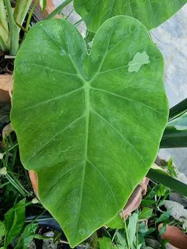 Variegated Elephant Ear Leaf Close-up with Unique Light Green Pattern Stock Photos