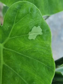 Variegated Elephant Ear Leaf Close-up with Unique Light Green Pattern Stock Photos