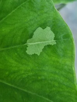 Variegated Elephant Ear Leaf Close-up with Unique Light Green Pattern 스톡 사진
