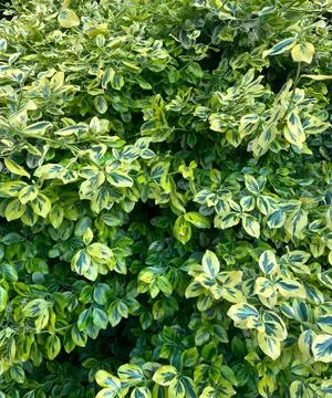 Variegated Euonymus Shrub Stock Photos