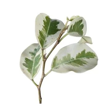 Variegated Ficus Triangularis Foliage White Background 스톡 사진