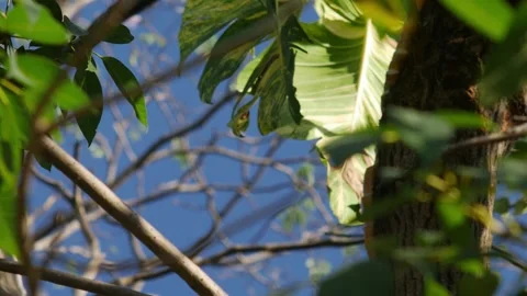 Variegated Golden Pothos or Devil's Ivy Leaves Stock Footage 326464171
