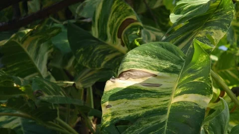 Variegated Golden Pothos or Devil's Ivy Leaves Stock Footage 326464192