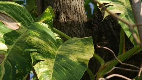 Variegated Golden Pothos or Devil's Ivy Leaves Stock Footage 330042055