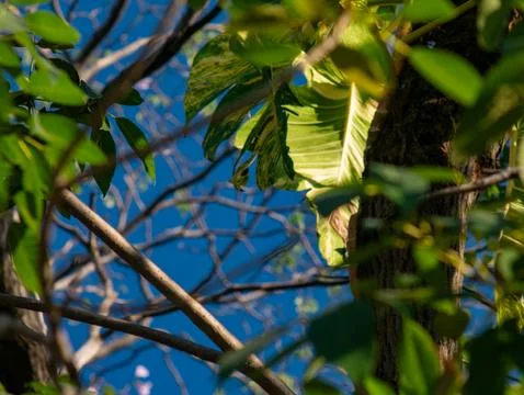Variegated Golden Pothos or Devil's Ivy Leaves Viewed Through Tree Branches Foto stock