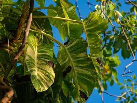 Variegated Golden Pothos or Devil's Ivy Leaves Viewed Through Tree Branches Foto stock
