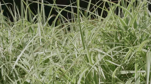 Variegated grasses move in the wind against a black background. 4K locked tripod Stock Footage 144196636