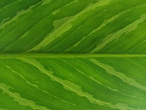 Variegated Green Leaf Texture with Natural Pattern Close Up Stock Photos